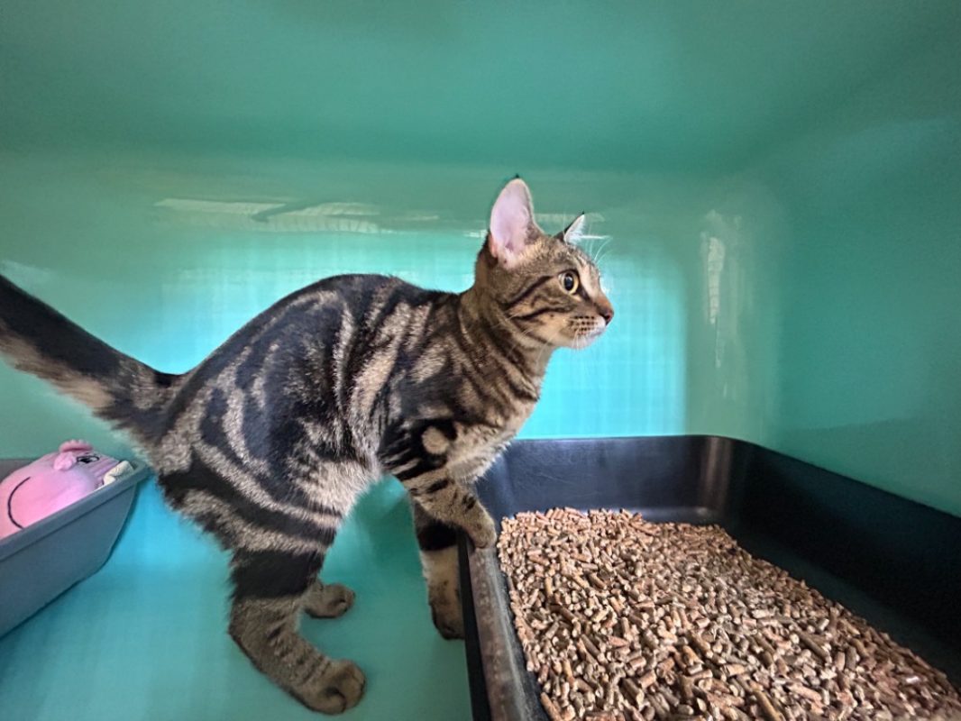Léa - Chat Européen à adopter