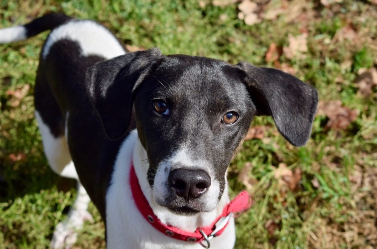 Boston - Chien à adopter