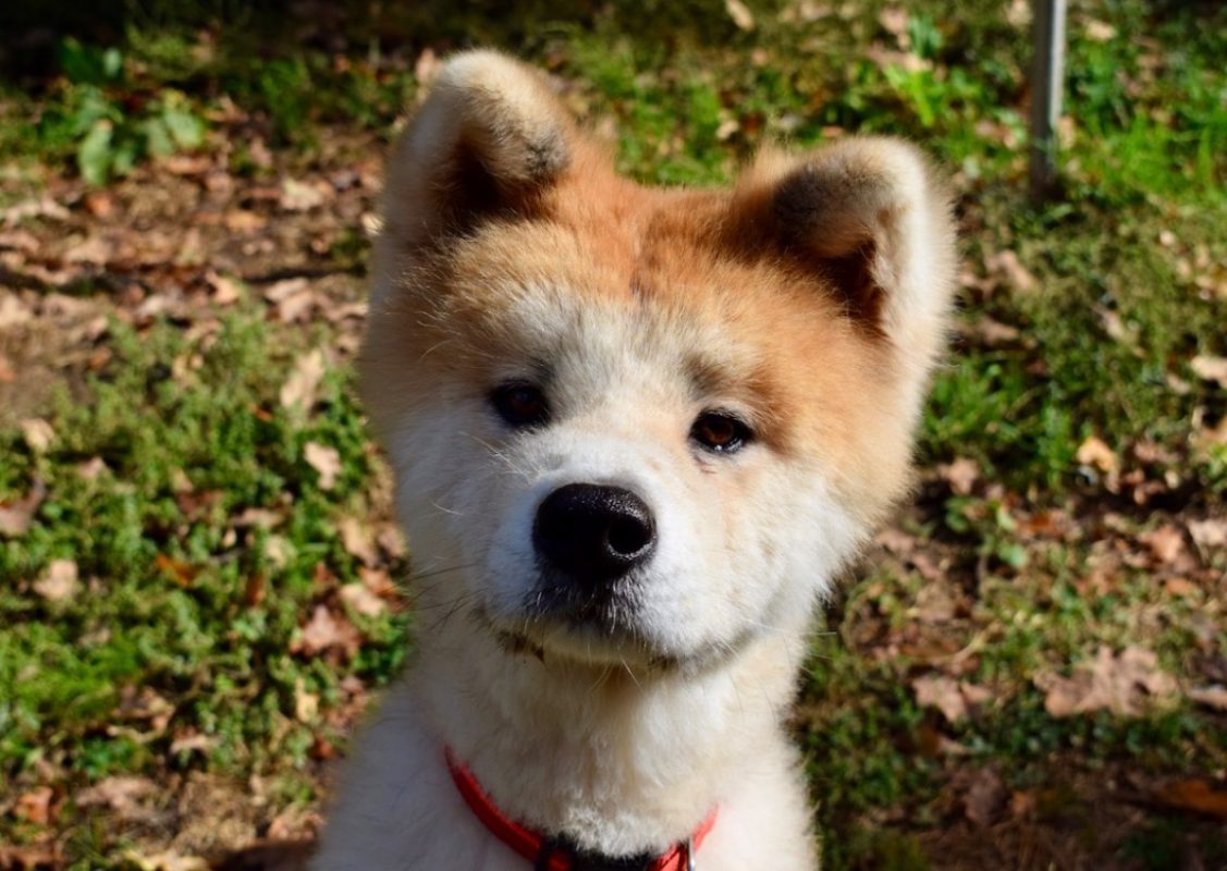 Hachi - Chien Akita Inu à adopter