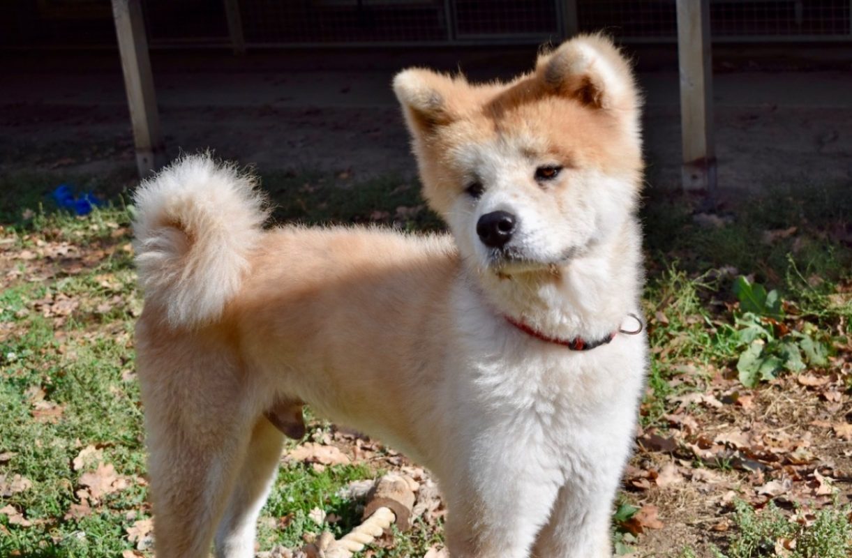 Hachi - Chien Akita Inu à adopter - photo 2