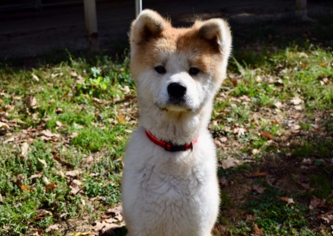 Hachi - Chien Akita Inu à adopter - photo 3