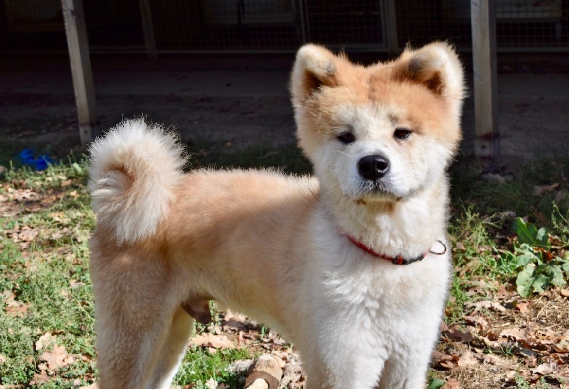 Hachi - Chien Akita Inu à adopter - photo 4
