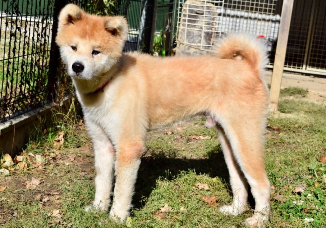 Hachi - Chien Akita Inu à adopter - photo 5