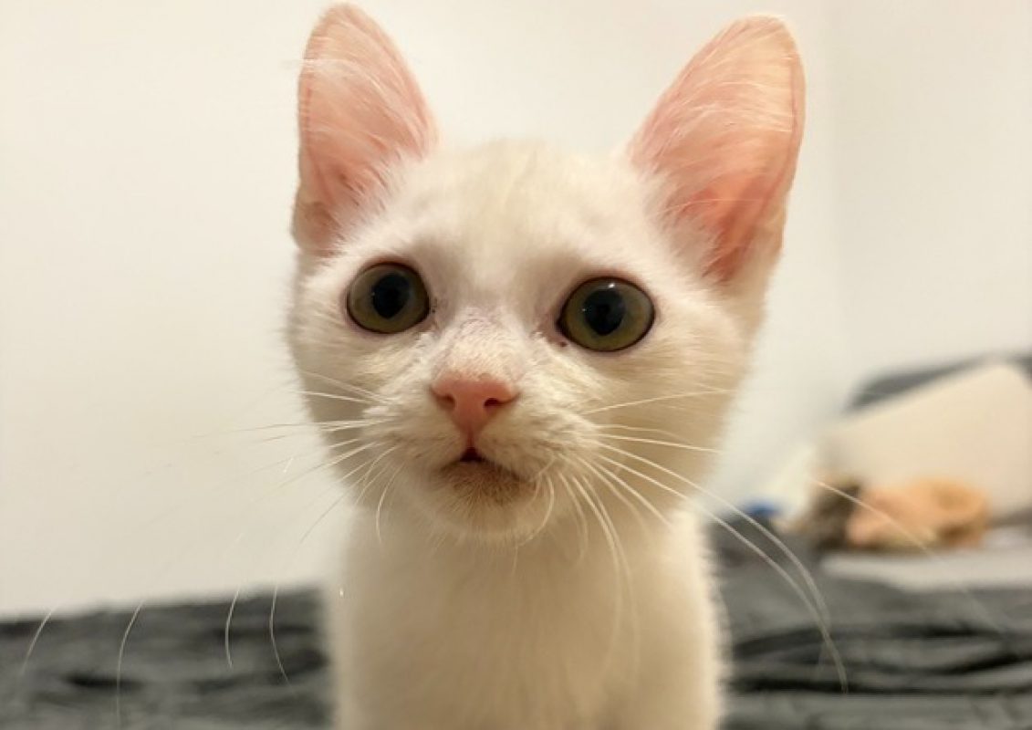 Brutus - Chat Européen à adopter
