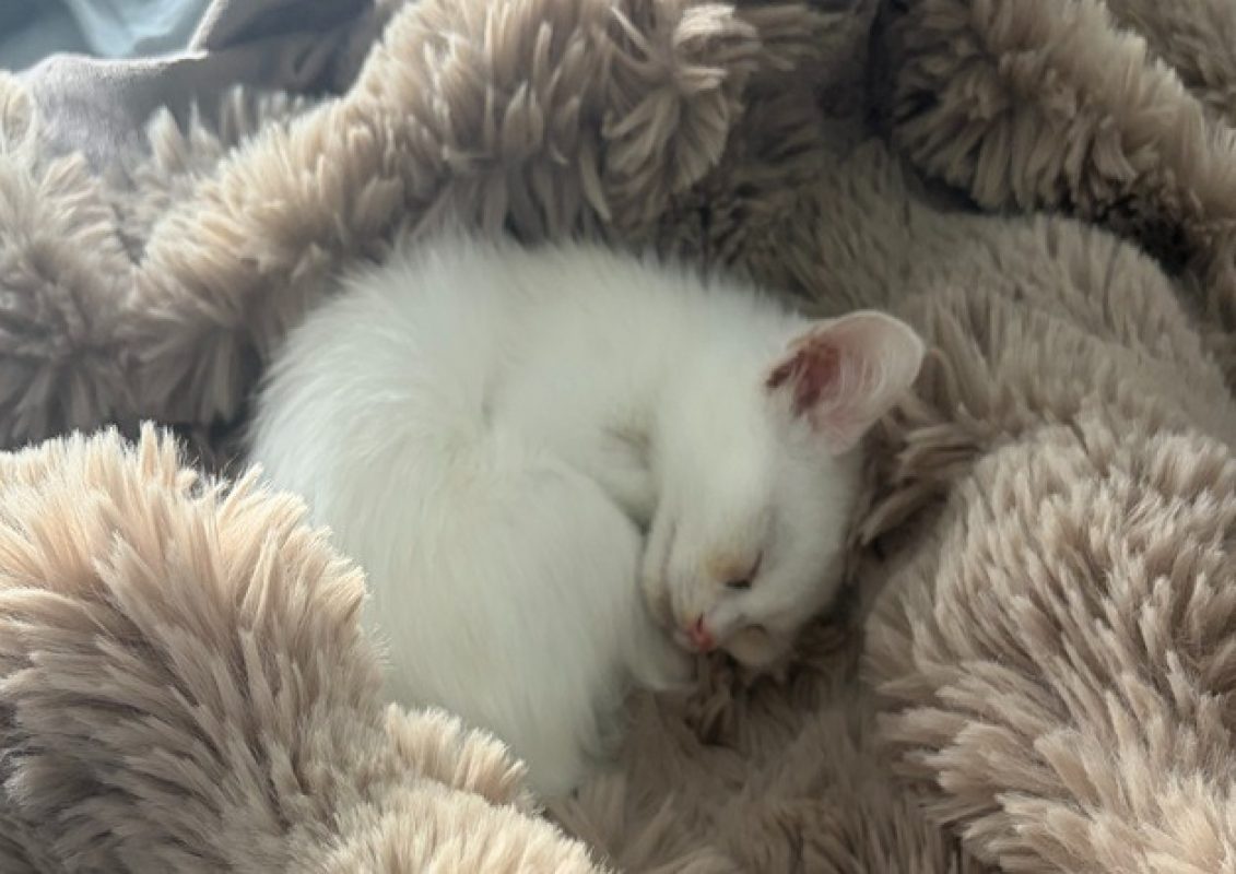 Brutus - Chat Européen à adopter - photo 2
