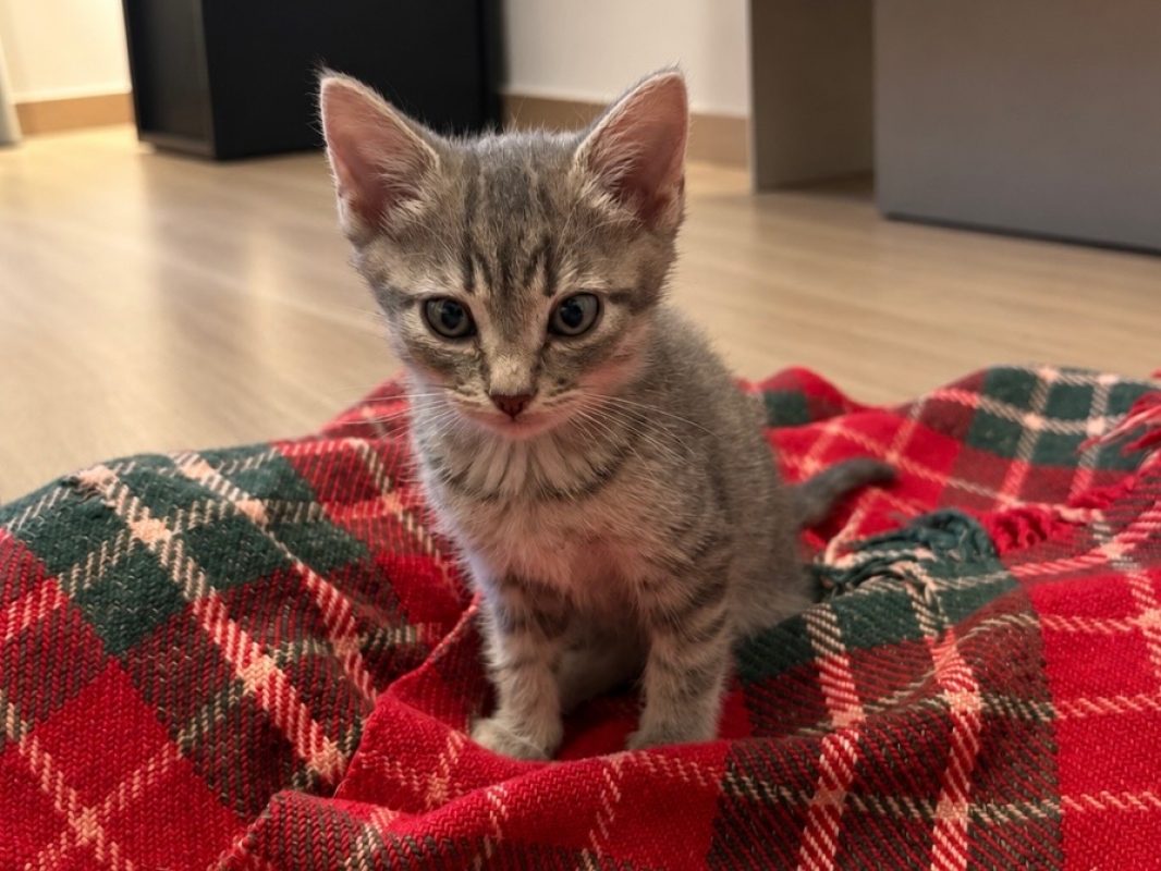 Jet - Chat Européen à adopter
