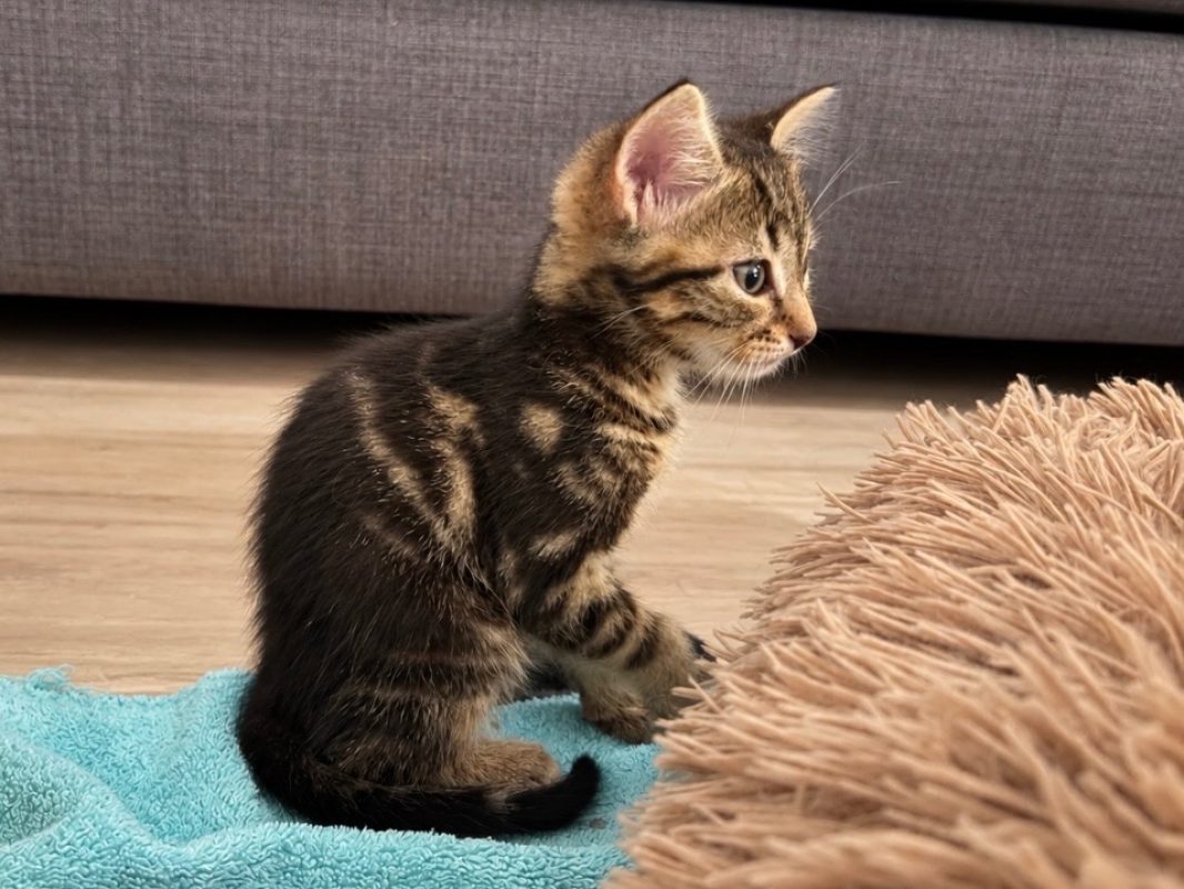 Sadie - Chat Européen à adopter