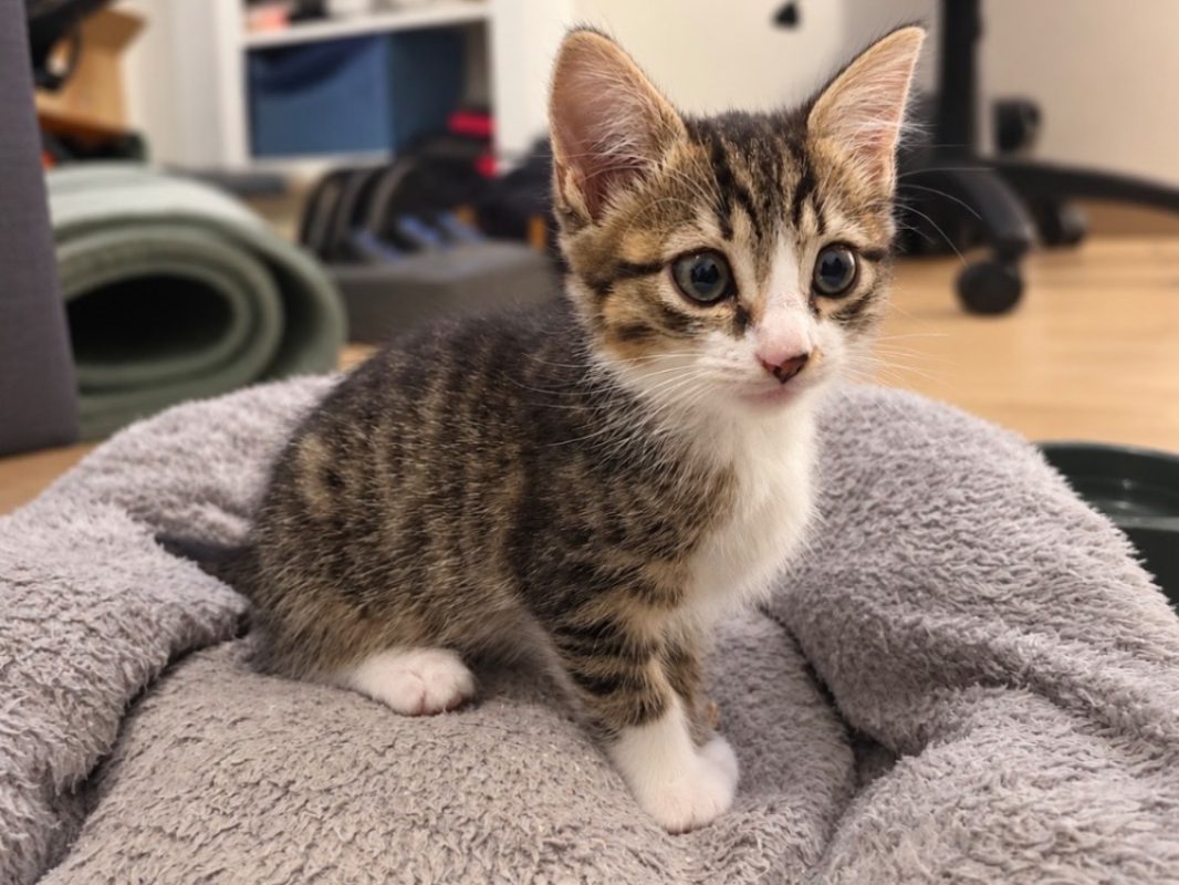 Ally - Chat Européen à adopter