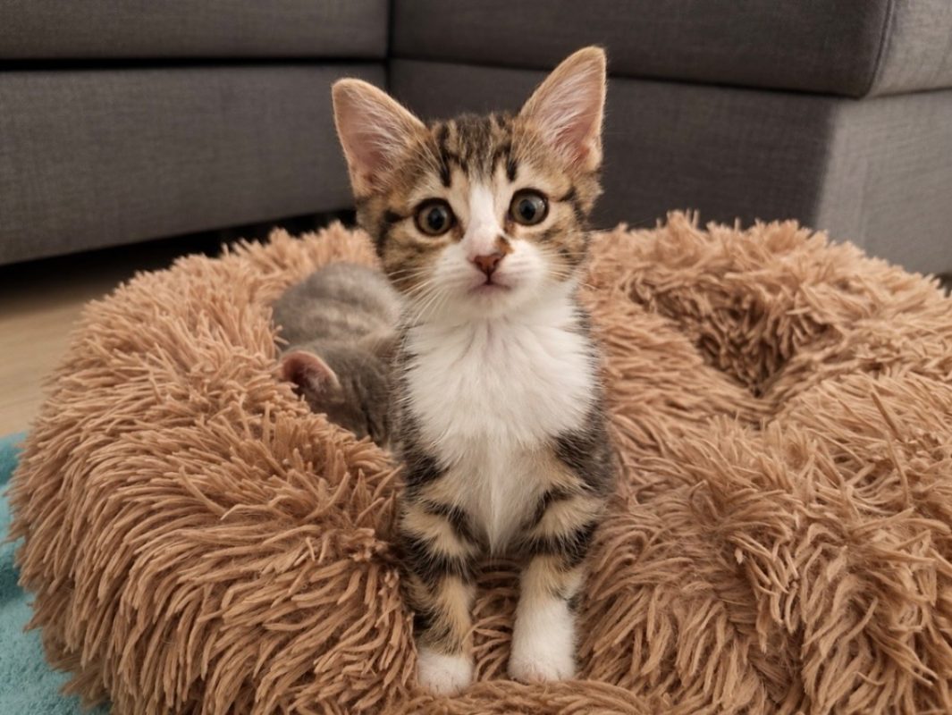 Indy - Chat Européen à adopter