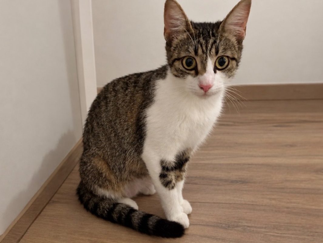 Astra - Chat Européen à adopter