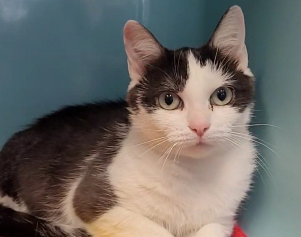 Flora - Chat Européen à adopter