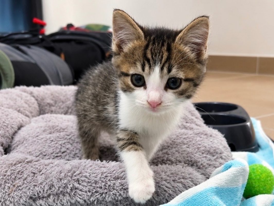 Ava - Chat Européen à adopter