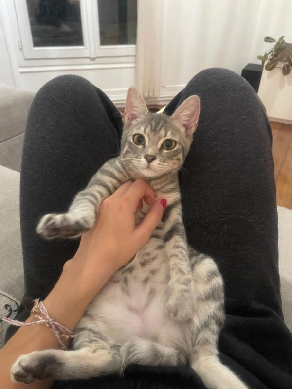 Mimi - Chat Européen à adopter