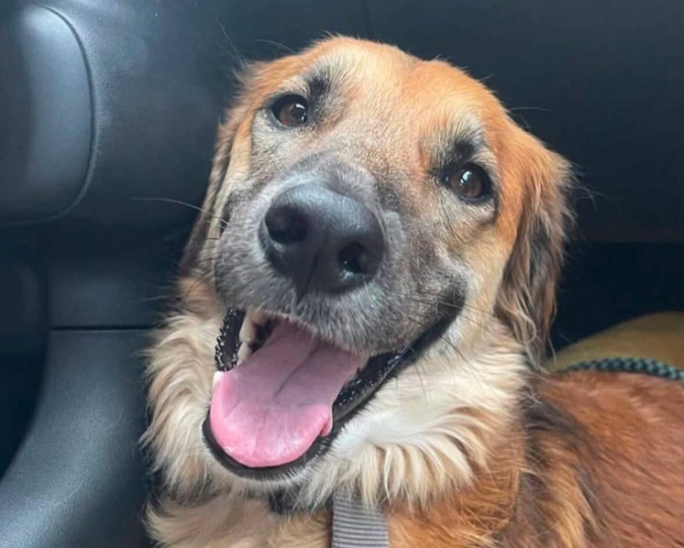 Pookie - Chien à adopter - photo 2