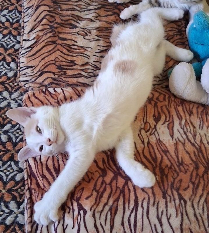 JULIAN - Chat à adopter - photo 2
