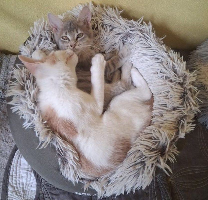 JULIAN - Chat à adopter - photo 3