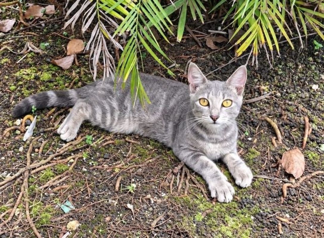 BASALTE - Chat à adopter - photo 3