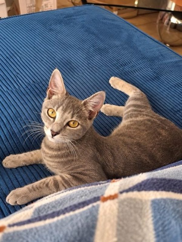 BASALTE - Chat à adopter - photo 6