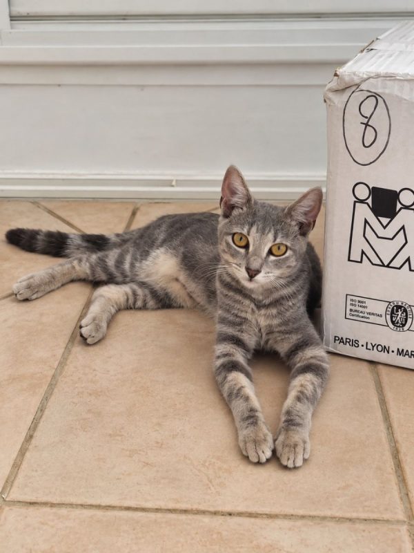 BASALTE - Chat à adopter - photo 5