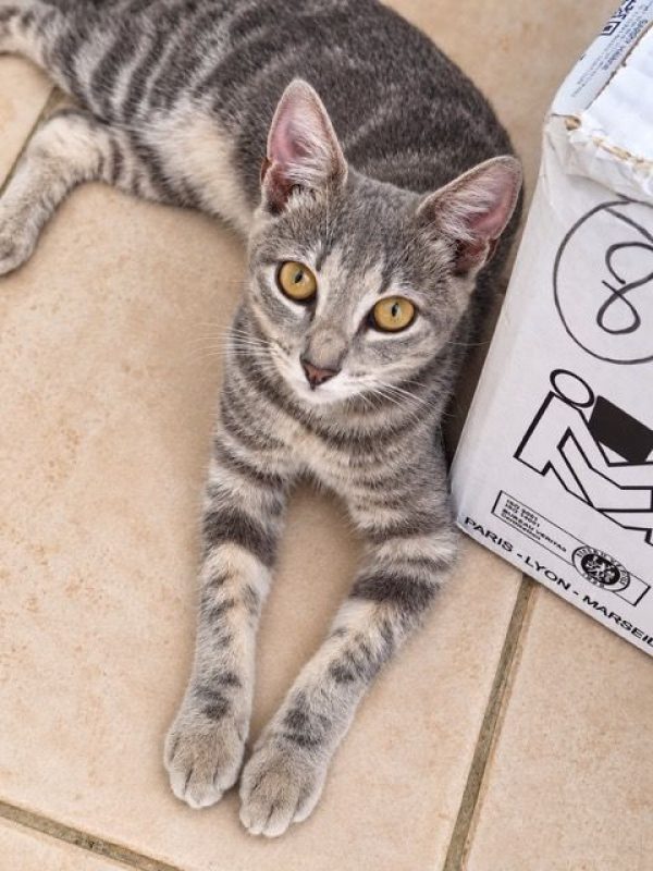 BASALTE - Chat à adopter - photo 7