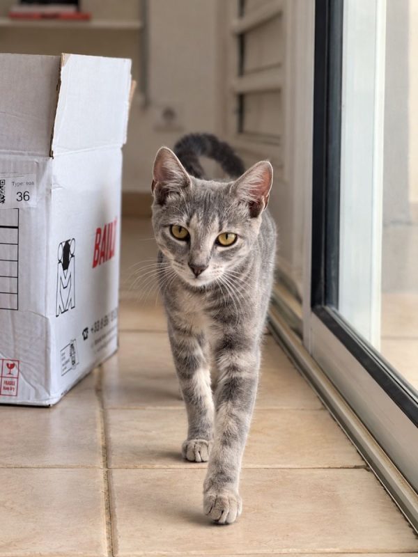 BASALTE - Chat à adopter - photo 2