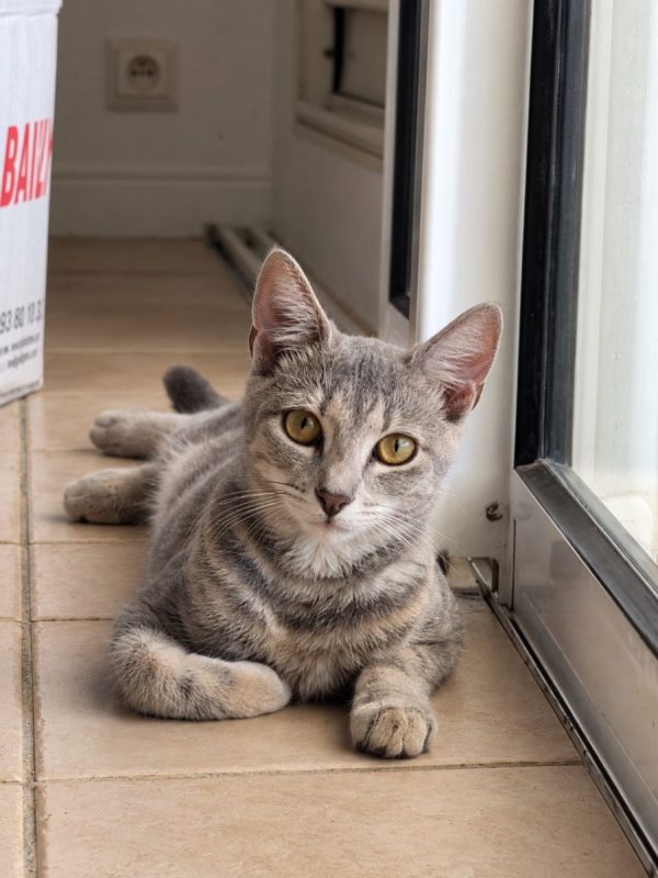 BASALTE - Chat à adopter