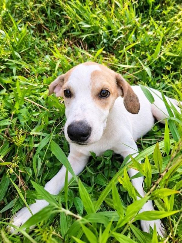 KAYLER - Chien à adopter - photo 4