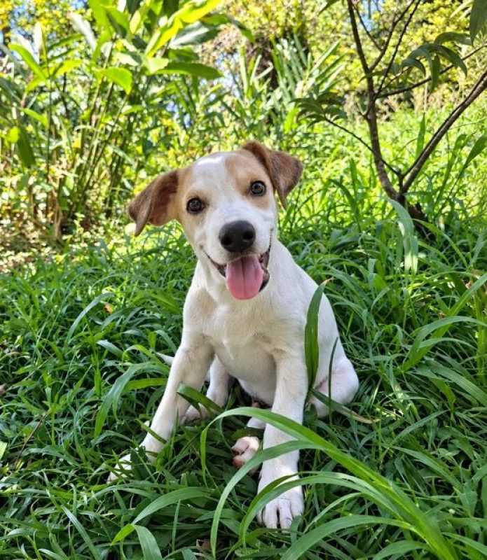 KAYLER - Chien à adopter - photo 3