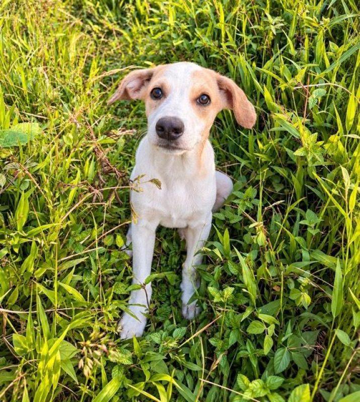 KAYLER - Chien à adopter - photo 5