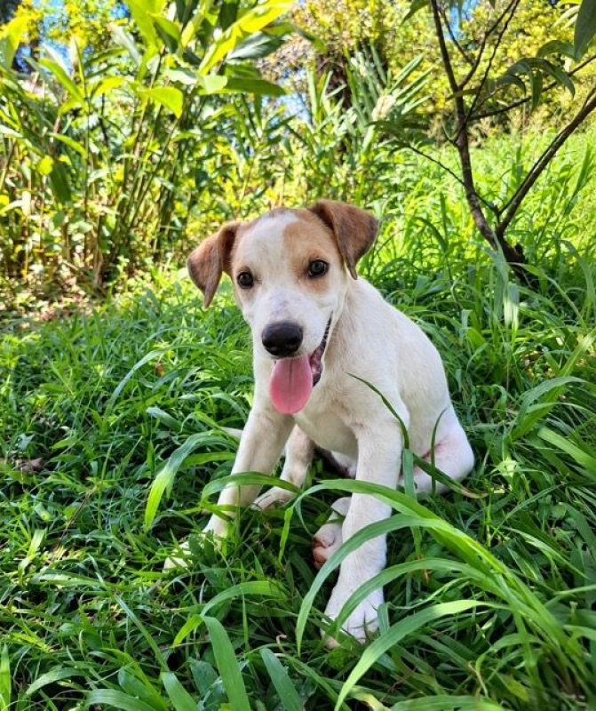 KAYLER - Chien à adopter - photo 8