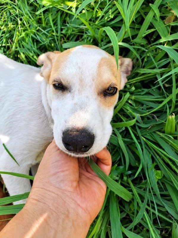 KAYLER - Chien à adopter - photo 7