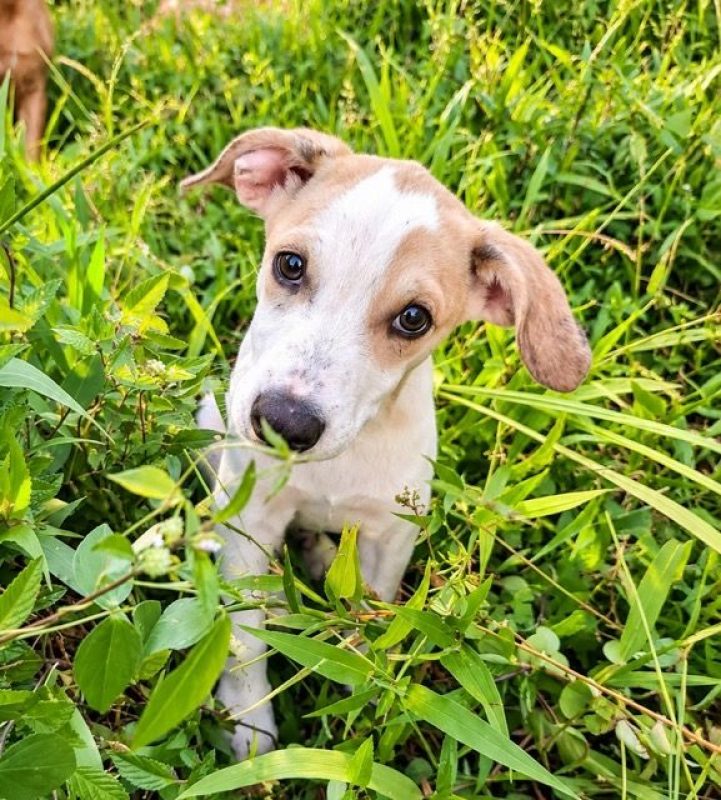 KAYLER - Chien à adopter - photo 2