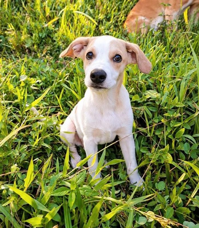 KAYLER - Chien à adopter