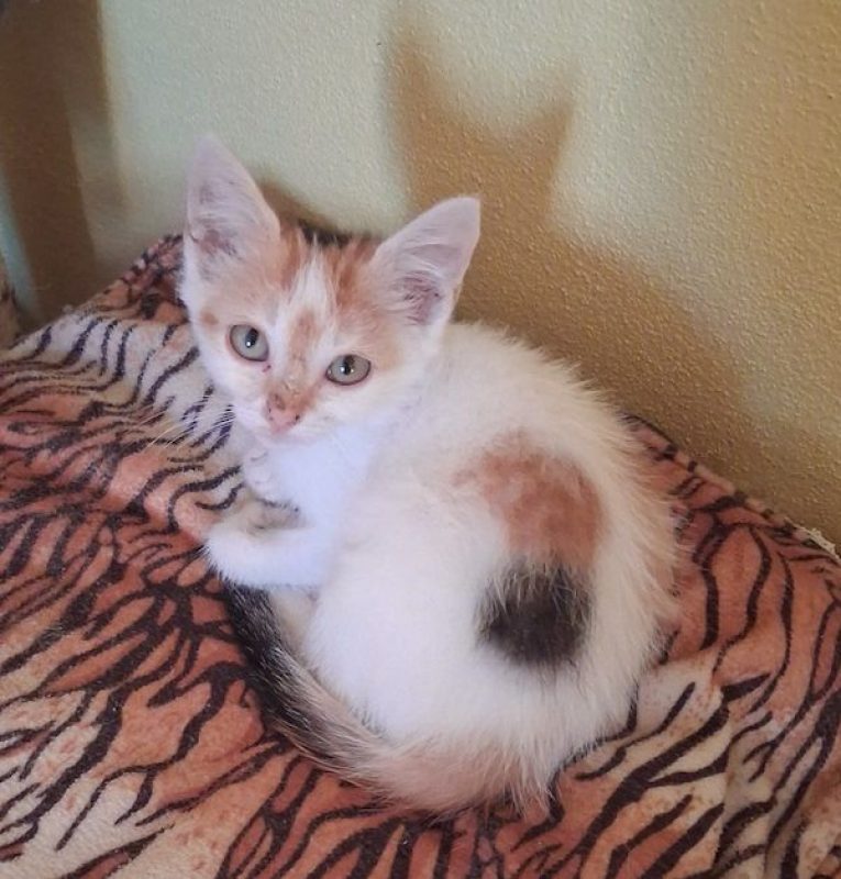 CAMILLE - Chat à adopter - photo 5