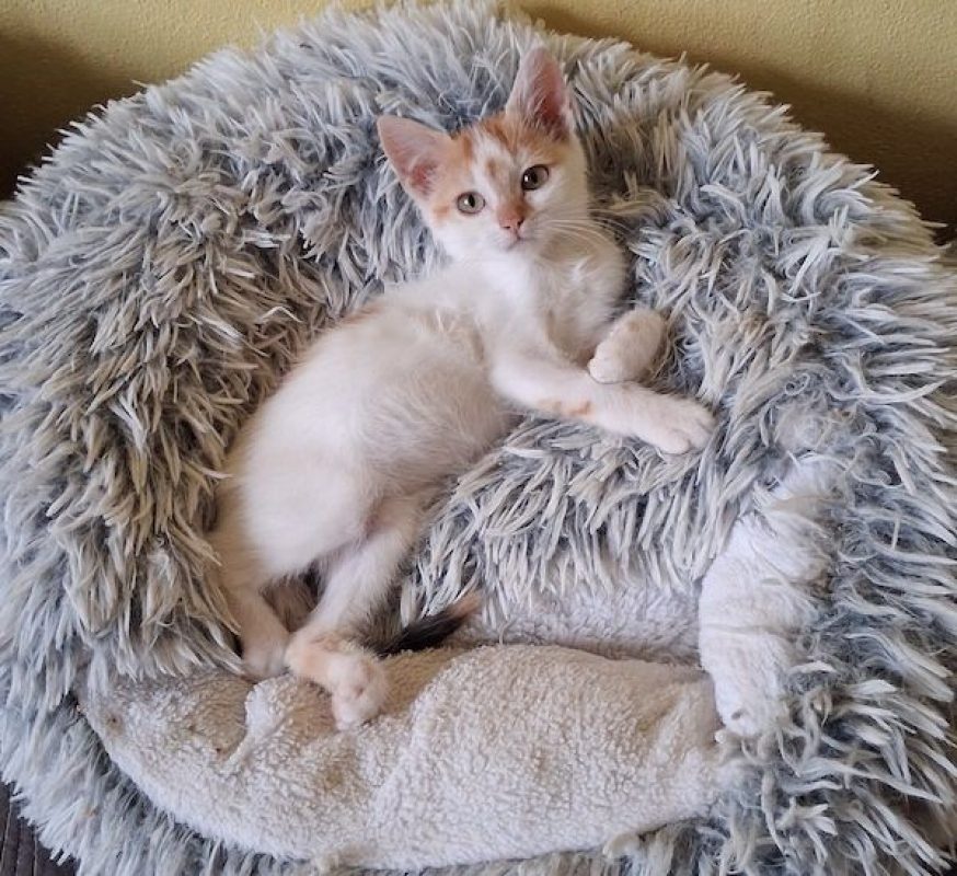 CAMILLE - Chat à adopter - photo 6