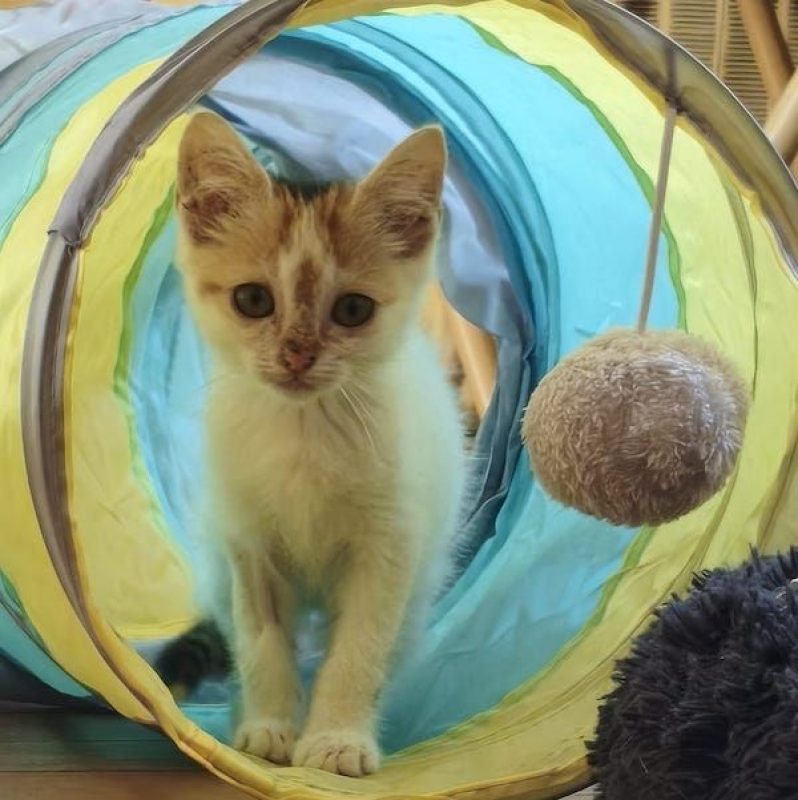 CAMILLE - Chat à adopter - photo 2