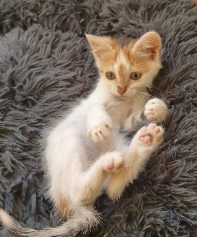 CAMILLE - Chat à adopter - photo 4