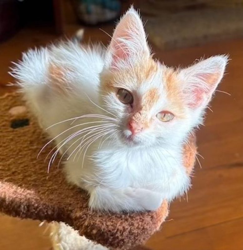 CAMILLE - Chat à adopter