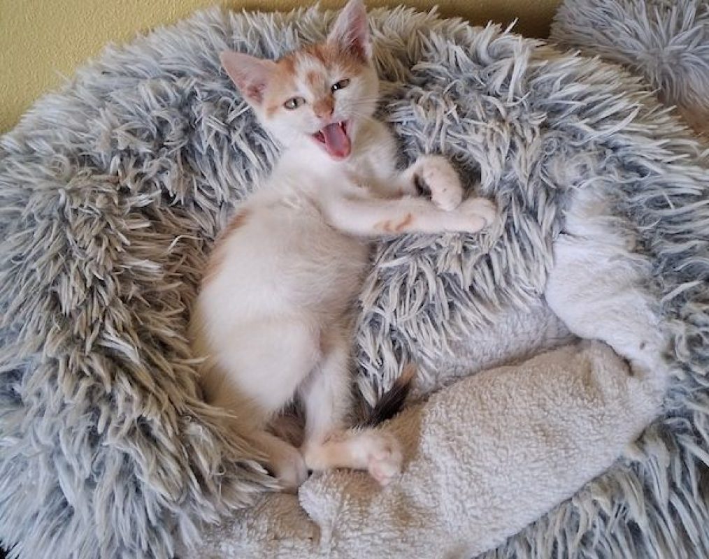 CAMILLE - Chat à adopter - photo 7