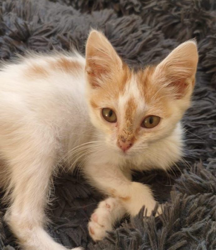 CAMILLE - Chat à adopter - photo 3