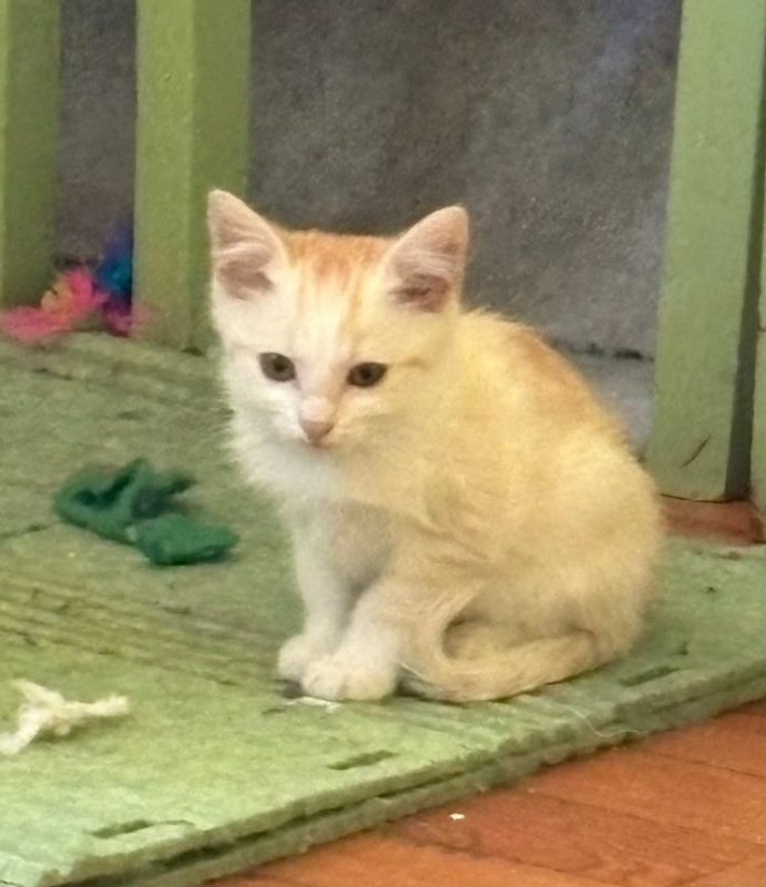 CENZO - Chat à adopter - photo 6
