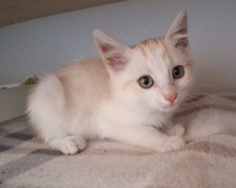 CENZO - Chat à adopter - photo 5