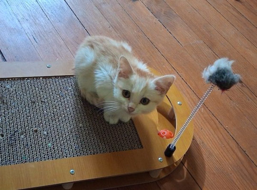 CENZO - Chat à adopter - photo 4
