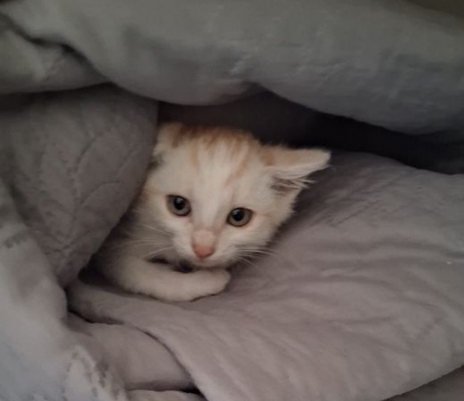 CENZO - Chat à adopter - photo 3
