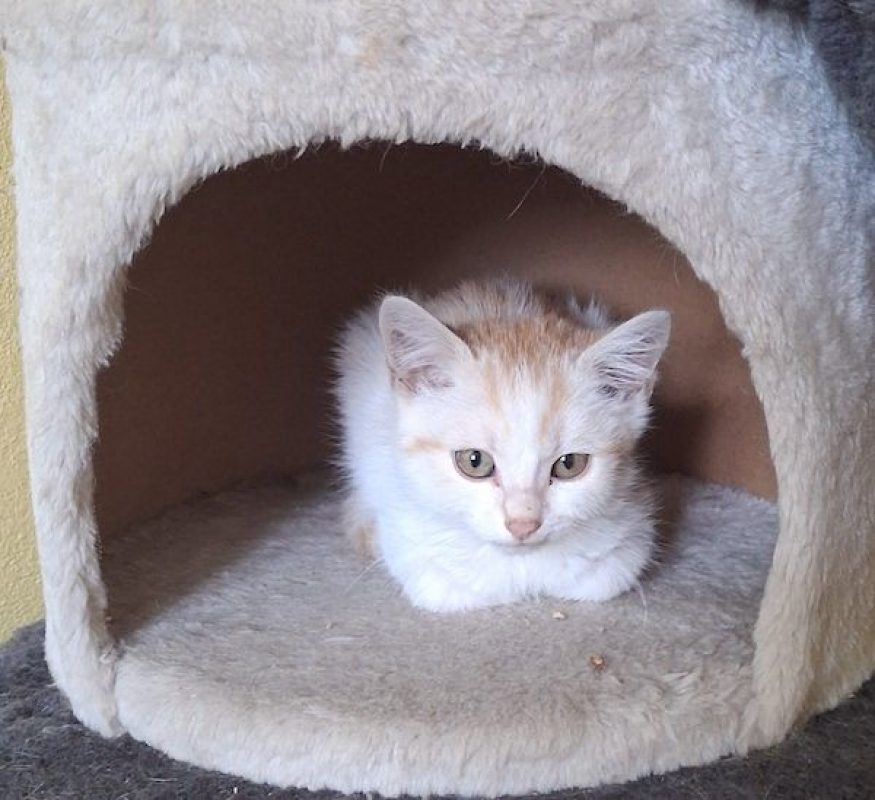 CENZO - Chat à adopter - photo 2