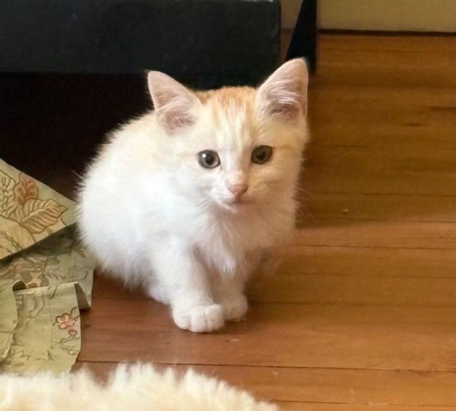 CENZO - Chat à adopter