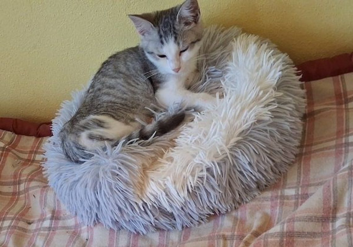 FREYA - Chat à adopter - photo 3