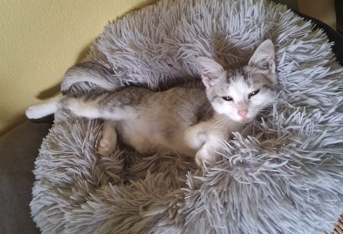 FREYA - Chat à adopter - photo 2
