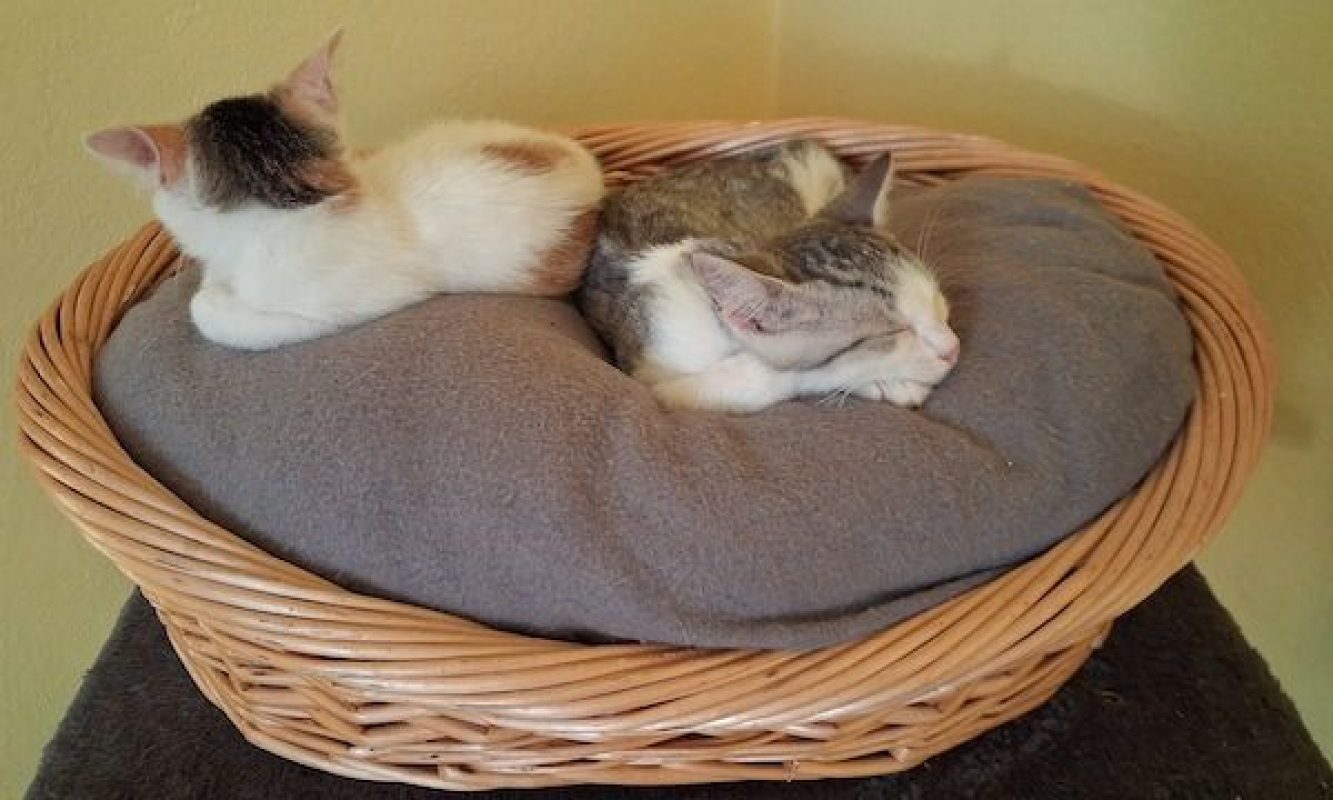 FREYA - Chat à adopter - photo 4