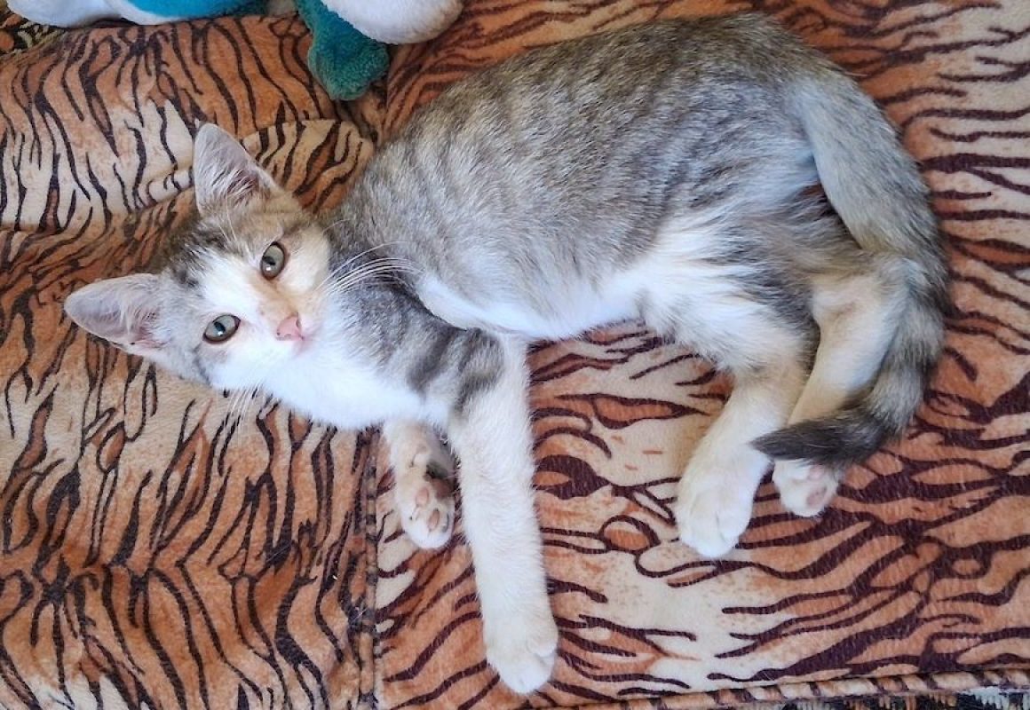 FREYA - Chat à adopter